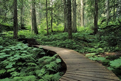 Forest Wallpapers 5055