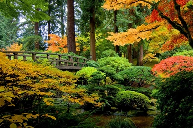 Autumn Forest Wallpapers