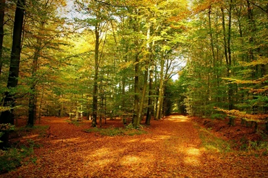 Gold Autumn Forest Wallpaper: Desktop HD Wallpapers   Download Free ...