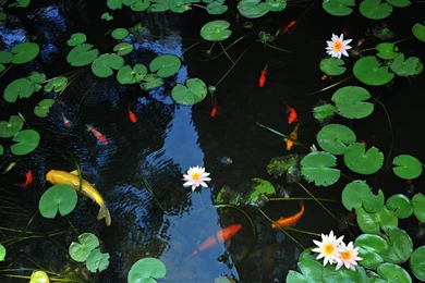 Wallpapers Gallery   Multimedia   HKU