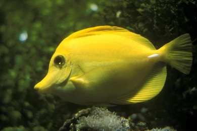 Yellow Angel Fish Yellow Angel Fish – Photos Wallpapers HD