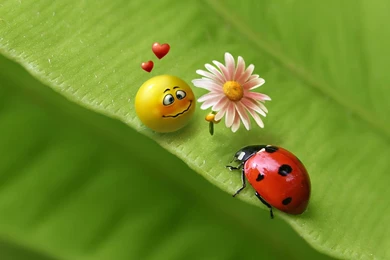 Wallpapers PC Backgrounds