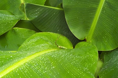 Natural Plant High Definition Wallpapers3_High Definition ...