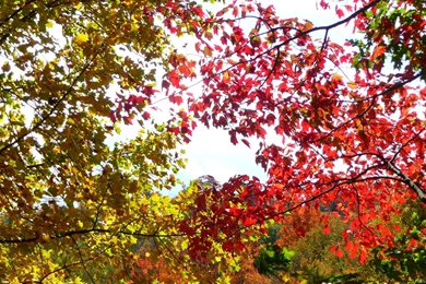 MLeWallpapers.com   Sunlight Through Fall Leaves