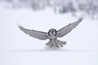 YouWall   Flying Owl Wallpapers   Wallpaper,wallpapers,free ...