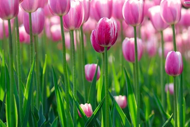 Pink Tulips Wallpapers 188583