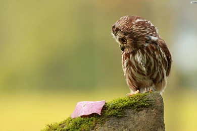 YouWall   Little Owl Wallpapers   Wallpaper,wallpapers,free ...
