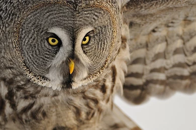 Owl Desktop Wallpapers FREE On Latoro.com