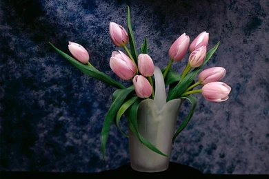 Wallpapers Tulips Pink 1024x768