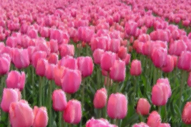 Pink Tulip Field Wallpapers • IBackgroundWallpapers