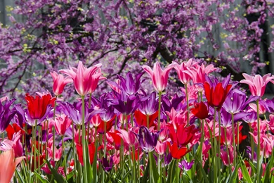 Purple Pink Tulips Wallpapers 244743