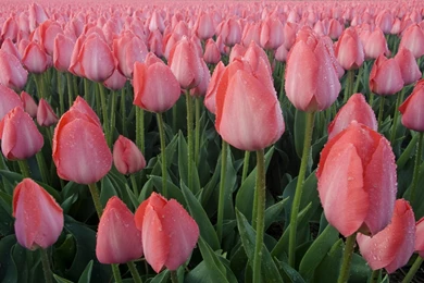 1920x1440 Pink Tulips Desktop PC And Mac Wallpapers