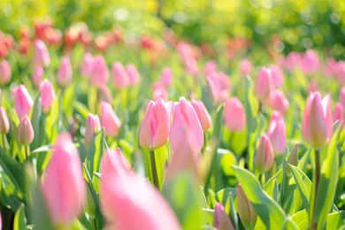 Tulips Wallpapers   Wallpapers Cave