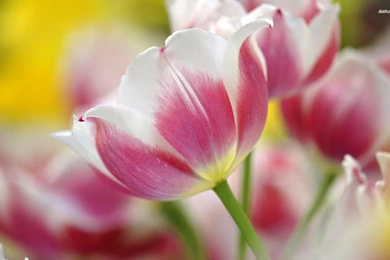 Pink Tulips Wallpapers   Flower Wallpapers