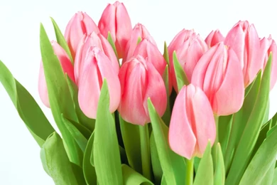 Pink Tulips Wallpapers