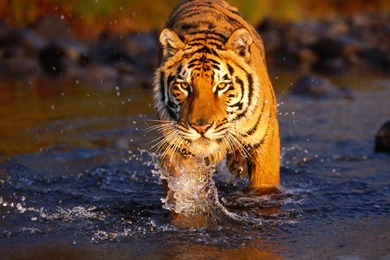 Animals Wallpapers   HD Desktop Backgrounds   Page 55