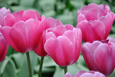 Nature Wallpapers With Pink Tulips Flower Garden