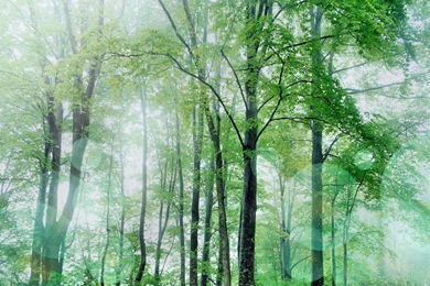 Backgrounds Forest   Wallpapers Cave