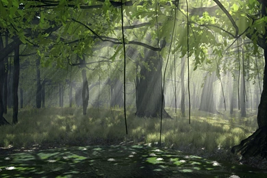 Nature Forest Wallpapers Mobile For Desktop   Uncalke.com