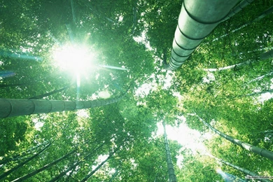 Free Wallpapers   Free Nature Wallpapers   Bamboo Forest Wallpapers ...