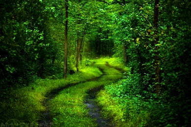Forest Path HD Wallpapers