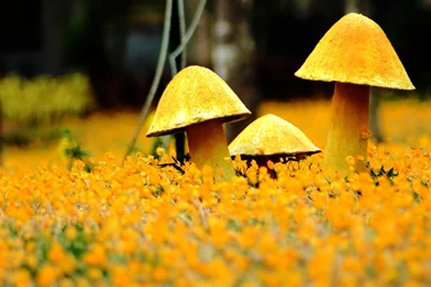 Hd Nature Wallpapers For Android Phones