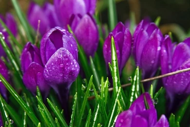 Beautiful Purple Flowers Pictures, Images And Wallpapers