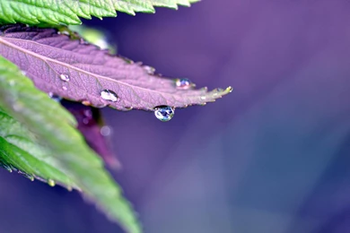 Purple Rain   (