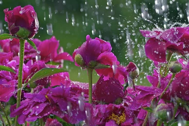 Purple Rose Under The Rain Wallpapers And Images   Wallpapers ...