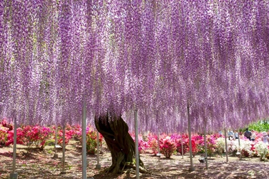 PURPLE RAIN WALLPAPER   (