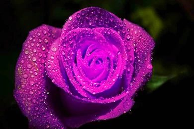 Free Download HD Wallpapers, Pictures, Images, Backgrounds ...