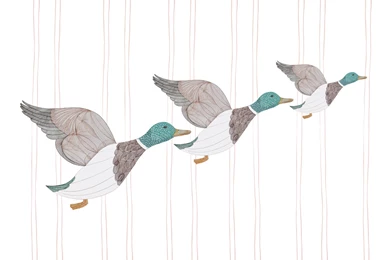 Flying Ducks' Giclee Print Of Pen And Ink Drawing   :