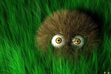 Amazing Pictures: Sweet Funny Wallpapers