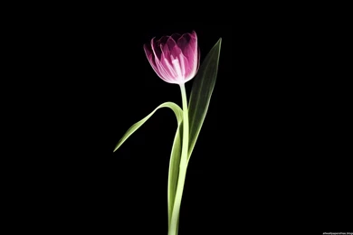 Best 79 X Ray Wallpapers Full HD   X Ray Machines Blog Articles