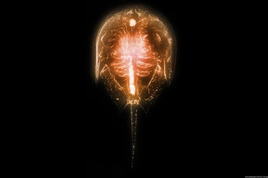 X Ray Wallpapers 1920 X 1200   Photo 3 Of 80