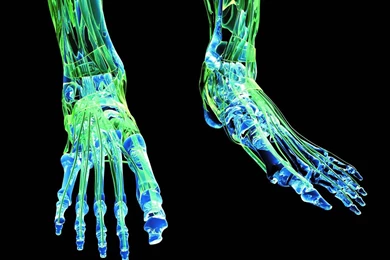 Description Free Download Feet On X Ray Wallpapers Wallpapers ...