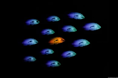 X Ray Wallpapers 1920 X 1200   Photo 59 Of 80