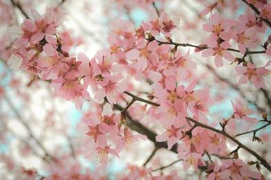 Pretty Wallpapers Tumblr X3C   Savewallpaper.com