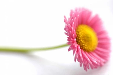 Latest flower wallpaper for mobile android.jpg