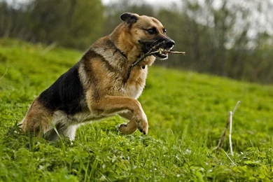 20 HD German Shepherd Dog Wallpapers   HDWallSource.com