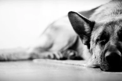 German Shepherd Dog Wallpapers Archives   HDWallSource.com ...