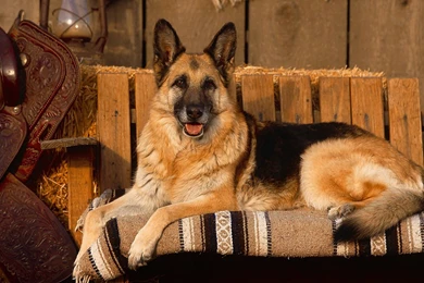 German Shepherd Computer Wallpapers, Desktop Backgrounds ...