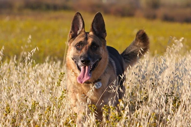 Shepherd Dog HD Wallpapers
