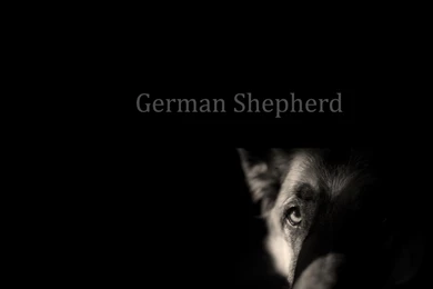 Dogs German Shepherd Dog Breede Wallpapers For Mobile.jpg