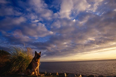 HD German Shepherd On The Beach Wallpapers   New Post Has Been ...