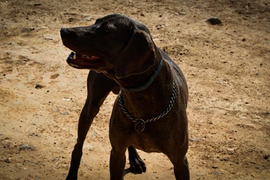 German Shorthaired Pointer Wallpapers   Animal Wallpapers