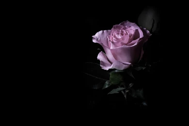 Purple Rose In The Dark Wallpapers And Images   Wallpapers ...