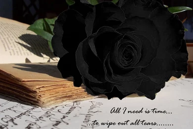 4966) Black Rose Widescreen HD Wallpapers   WalOps.com