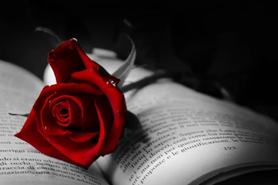 Book With Red Rose >> HD Wallpaper, Get It Now!