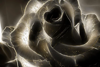 Black Rose >> HD Wallpaper, Get It Now!